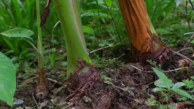 Taro stems and tubers in the ground.