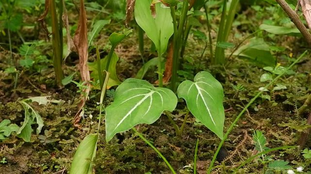 Taro plants in mossy soil.
