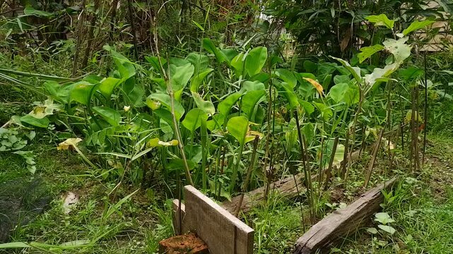 Genjer plants or Limnocharis Flava in a small pool. Yellow Velvetleaf.