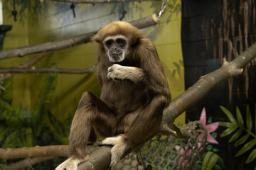 Gibbon sitting on a tree branch
