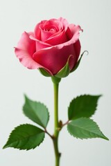 Naklejka premium Unfurling rosebud, delicate petals, full bloom, pristine white backdrop, pure, flora