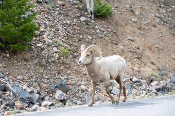 Bighorn sheep walking the road 
