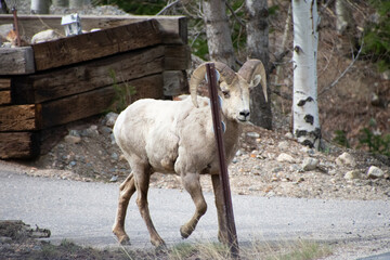 Obraz premium Bighorn sheep walking the road 