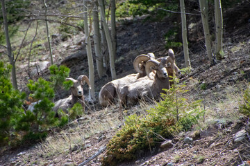 Fototapeta premium bighorn sheep relaxing on a hillside Guanella pass Colorado 