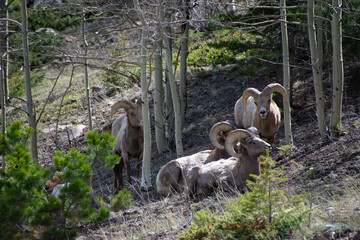 bighorn sheep relaxing on a hillside Guanella pass Colorado 