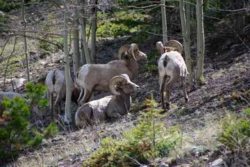Fototapeta premium bighorn sheep relaxing on a hillside Guanella pass Colorado 
