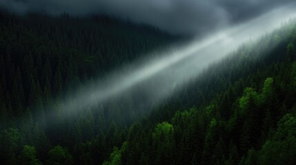 Sunlight piercing through a misty mountain forest