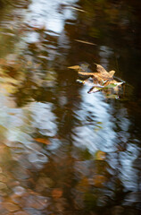 autumn leaves in water