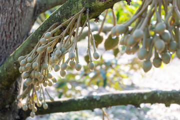 Durian farm in Thailand