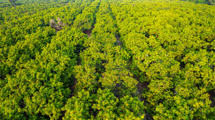 Mango orchard is blossoming and bearing fruit.