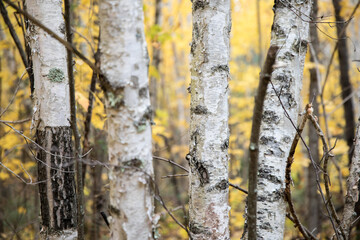 Fall Birch 