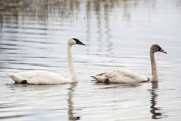 Swans 2