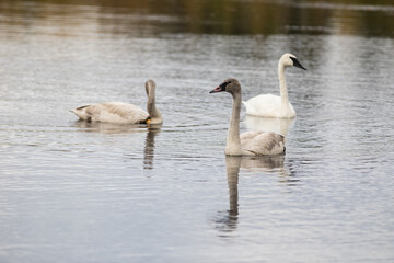 Swans