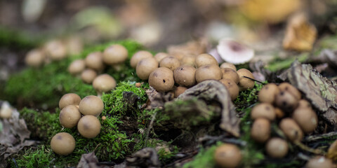 mushroom closeup