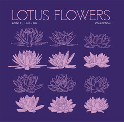 Lotus Flowers Collection illustration