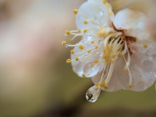 雨の3月に咲いた美しい白い梅