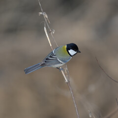シジュウカラ　身近な野鳥