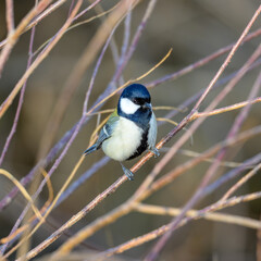 シジュウカラ　身近な野鳥