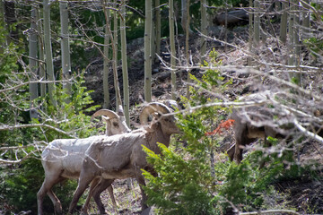 Big Horn Sheep Guanella Pass Colorado