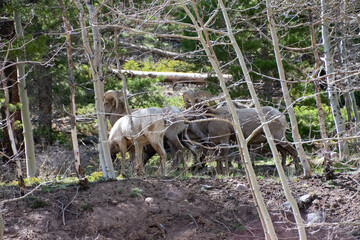 Bighorn sheep Guanella Pass Colorado 