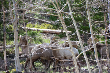 Bighorn sheep Guanella Pass Colorado 