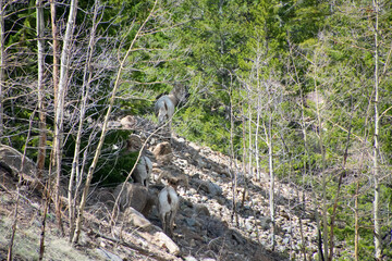 Bighorn sheep Guanella Pass Colorado 
