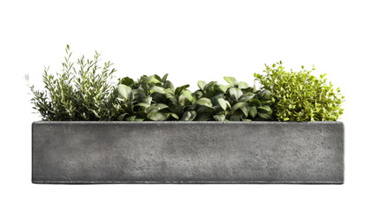 Concrete flower box with herbs and shrubs growing on transparent background