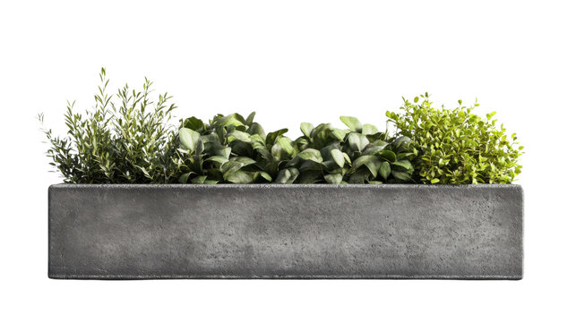Fototapeta Concrete flower box with herbs and shrubs growing on transparent background