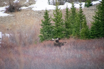 Bull moose walking the brush in winter Guanella Pass Colorado