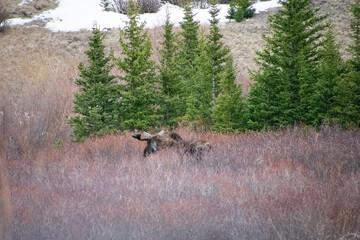 Bull moose walking the brush in winter Guanella Pass Colorado