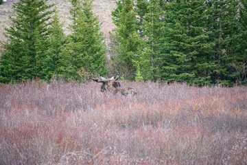 Bull moose walking the brush in winter Guanella Pass Colorado