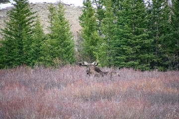 Bull moose walking the brush in winter Guanella Pass Colorado
