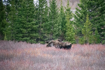 Bull moose walking the brush in winter Guanella Pass Colorado