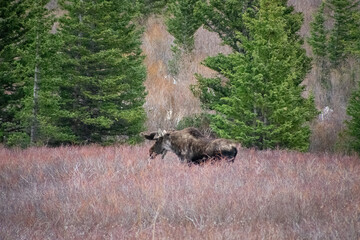 Bull moose walking the brush in winter Guanella Pass Colorado