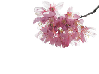 咲いたピンクの桜の花　春・日本・季節