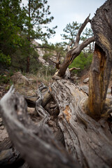 Wood Texture 2