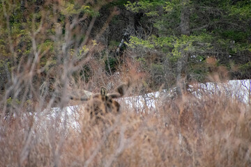 Moose on the move Guanella Pass Colorado