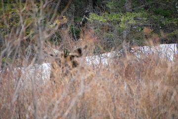 Moose on the move Guanella Pass Colorado