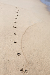 Dog Footprints at the beach