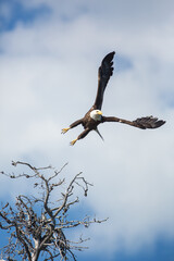 Eagle Flying 