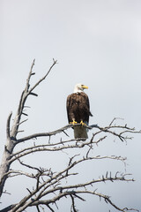 Bald Eagle on a branch