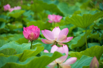 古代蓮の里（こだいはすのさと）、埼玉県行田市
Gyoda lotus (ancient lotus), Gyoda-Shi, Saitama, Japan,