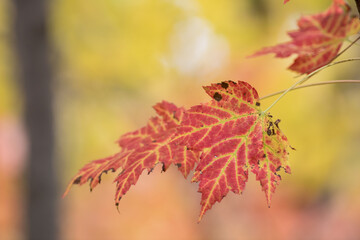 Fall colors in Northern Minnesota