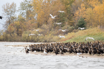 Cormorants and Seagulls