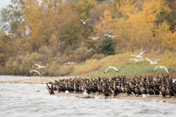 Cormorants and Seagulls