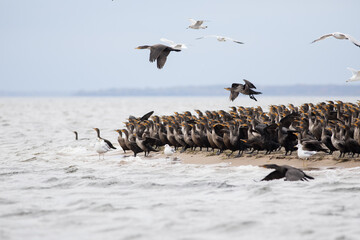 Cormorants and Seagulls