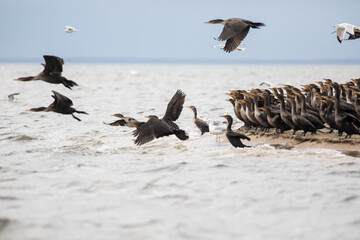 Cormorants and Seagulls