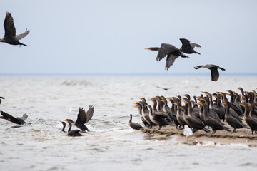 Cormorants and Seagulls