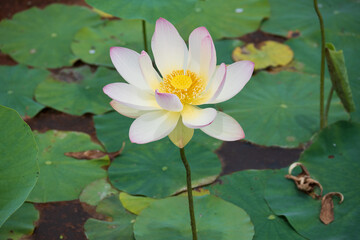 古代蓮の里（こだいはすのさと）、埼玉県行田市
Gyoda lotus (ancient lotus), Gyoda-Shi, Saitama, Japan,