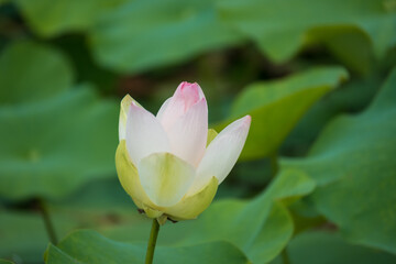 Obraz premium 古代蓮の里（こだいはすのさと）、埼玉県行田市 Gyoda lotus (ancient lotus), Gyoda-Shi, Saitama, Japan,
